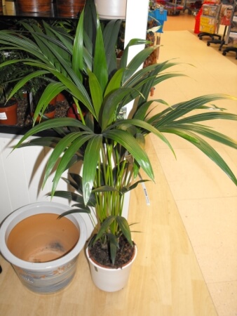 a Kentia palm plant sitting in the corner of a flower shop with a basin beside it