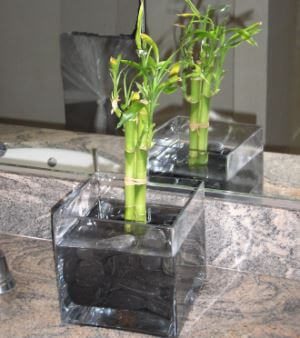 a lucky bamboo plant inside a glass type flower pot placed in front of the mirror of the CR sink with its reflection