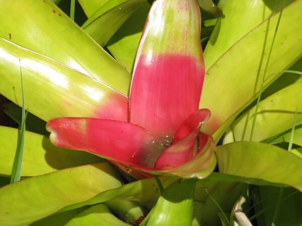 Blushing Bromeliad with no flower