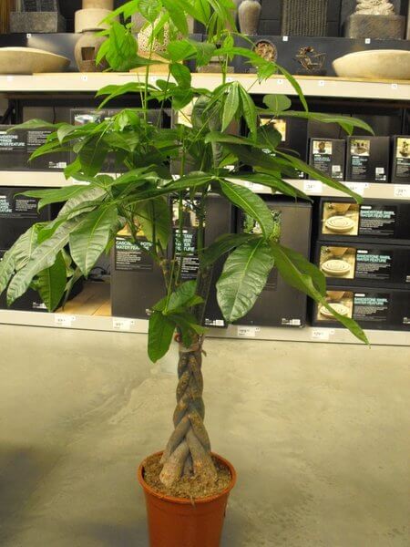 Braided Trunk Money Tree potted