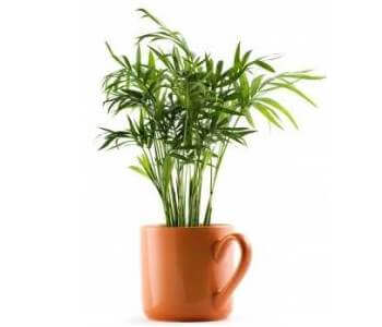 a parlor palm plant with a mug designed flower pot with a white background