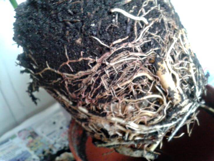 root bound