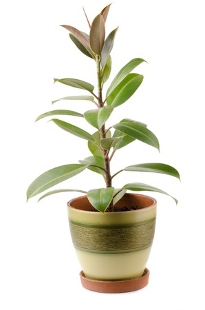 A Rubber Plant in a pot