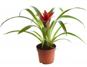 Bromeliad Scarlet Star Plant - Guzmania Lingulata - House Plants Guide and  Tips