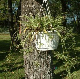 Spider Plant Hanging indoor or outdoor