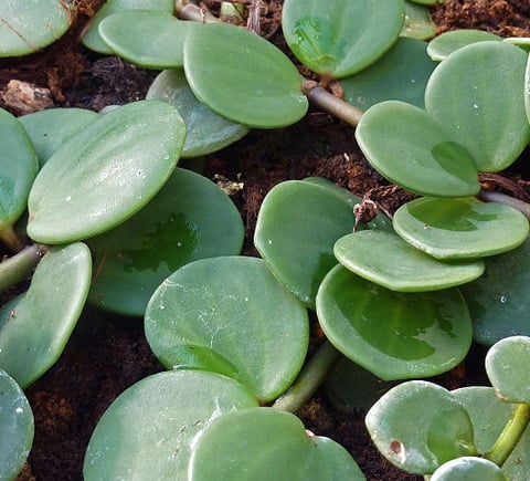 Is Peperomia Rotundifolia Toxic for Cats? 