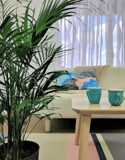 Cat Palm in a living room with tables and sofa in display