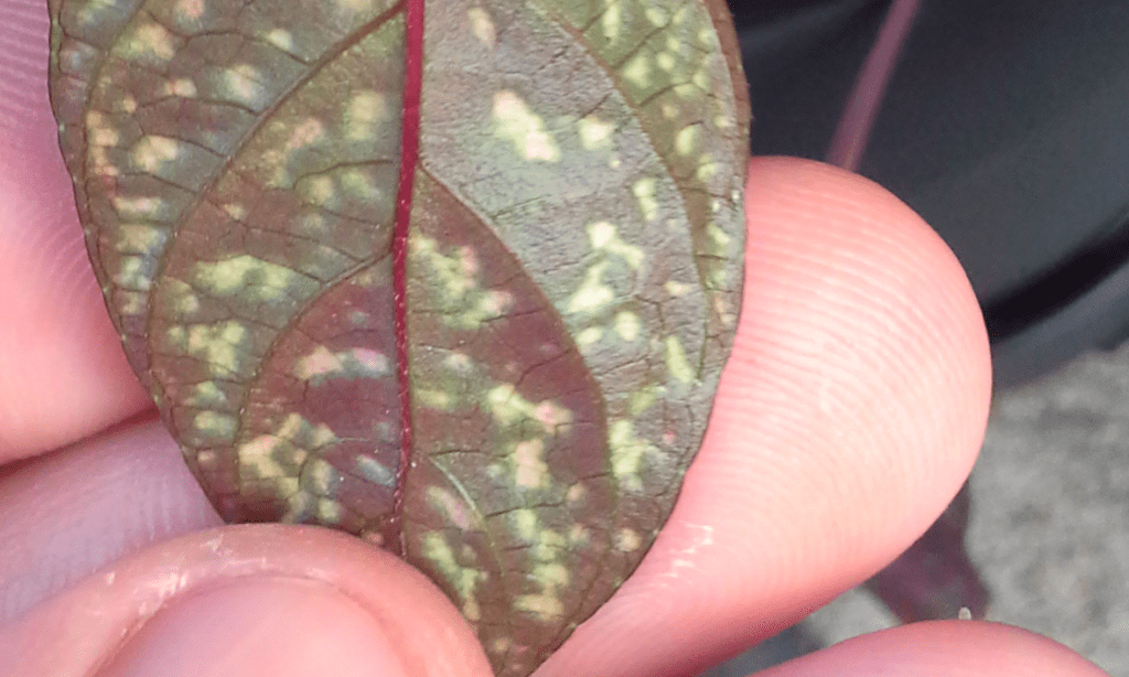 hypoestes leaf close up Polka Dot