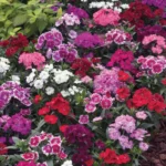 Colorful Dianthus chinensis