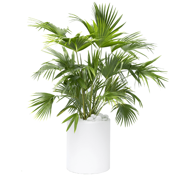 fan palm in a white large pot