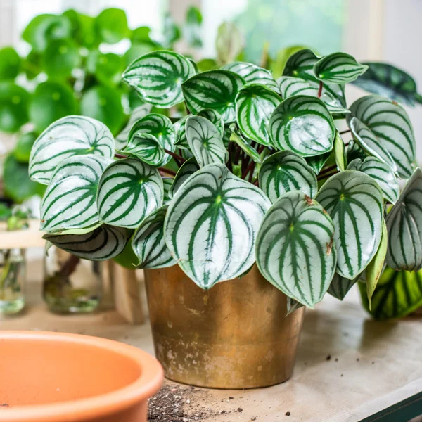 peperomia in a pot