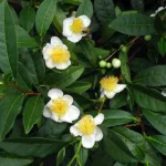 Beautiful Camellia Sinensis