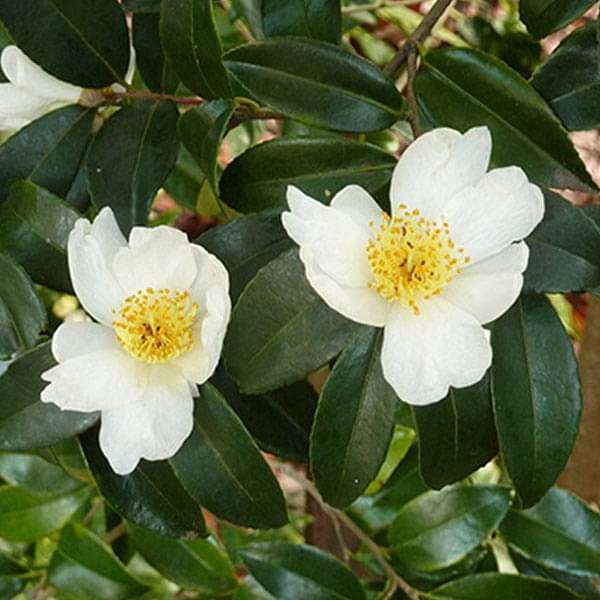 Tea Plant Camellia Sinensis FLower