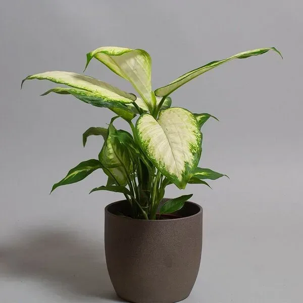 Dieffenbachia Camille plant in a round ceramic brown pot