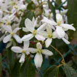 Evergreen Clematis Plant
