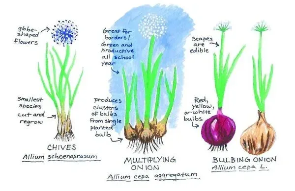 Harvesting and Storing Chives