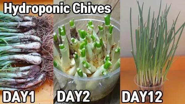 Hydrophonic Chive