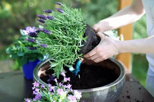Planting Lavender