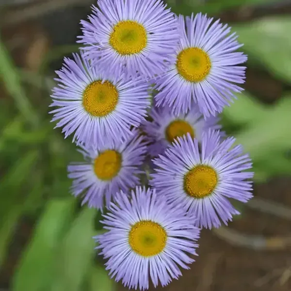 Fleabane Daisy Flower Closeup