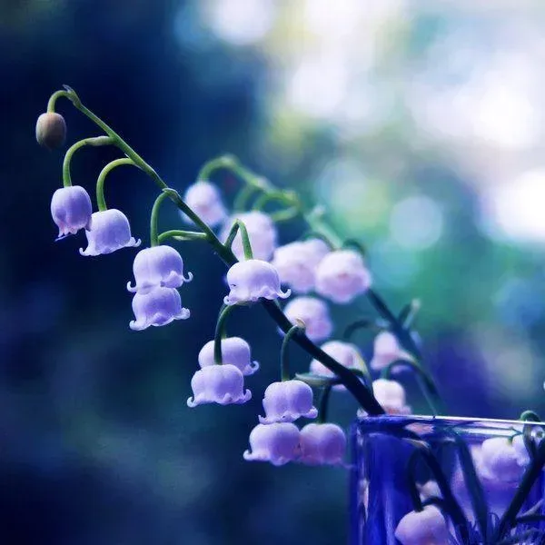 Purple - Blue Lily Of The Valley