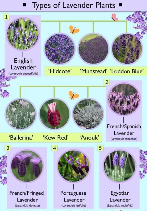 Types of Lavender