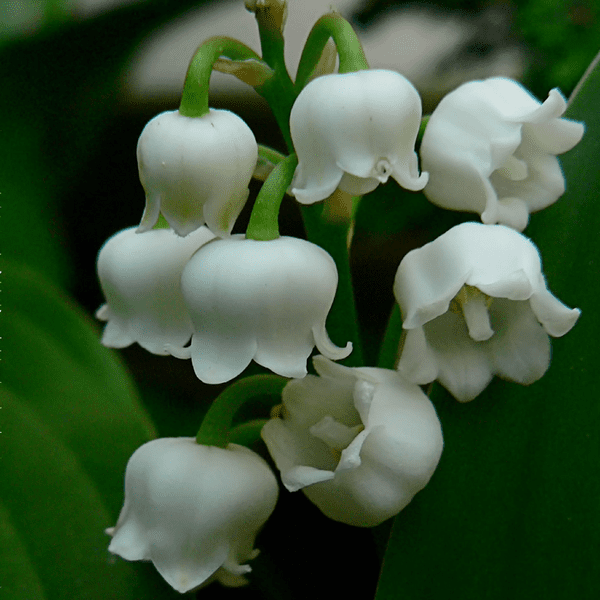 White Lily Of The Valley