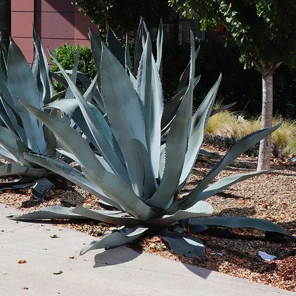 Blue Agave Plant