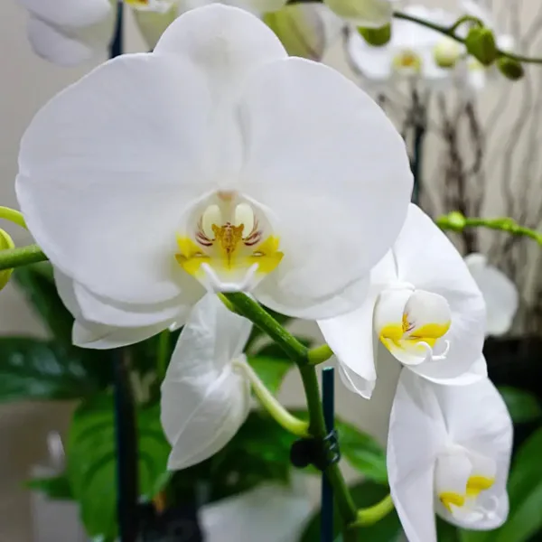 Caring Orchid Phalaenopsis Plant Flowering