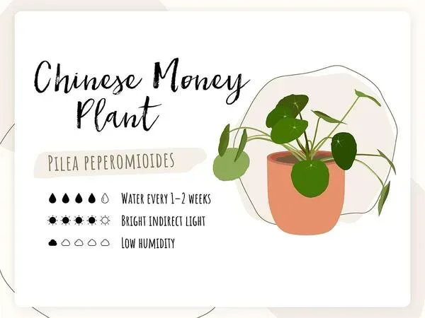 Growing Chinese Money Plant