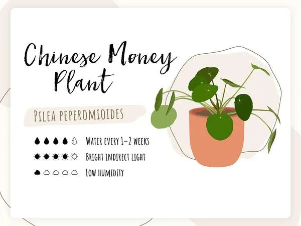 Growing Chinese Money Plant
