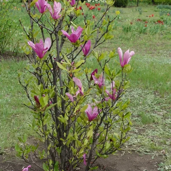 magnolia liliflora flowering tree