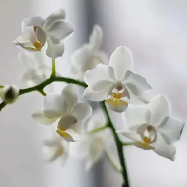 Orchid Phalaenopsis Plant Flower Closeup