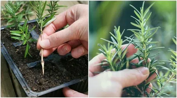 Planting Rosemary