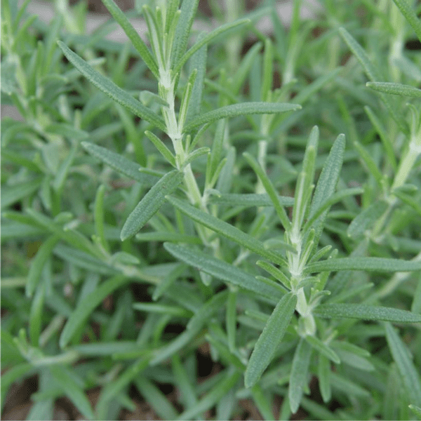 a close up photo of the plant