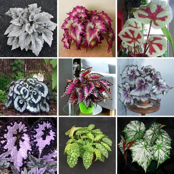 collage of Rex Begonias