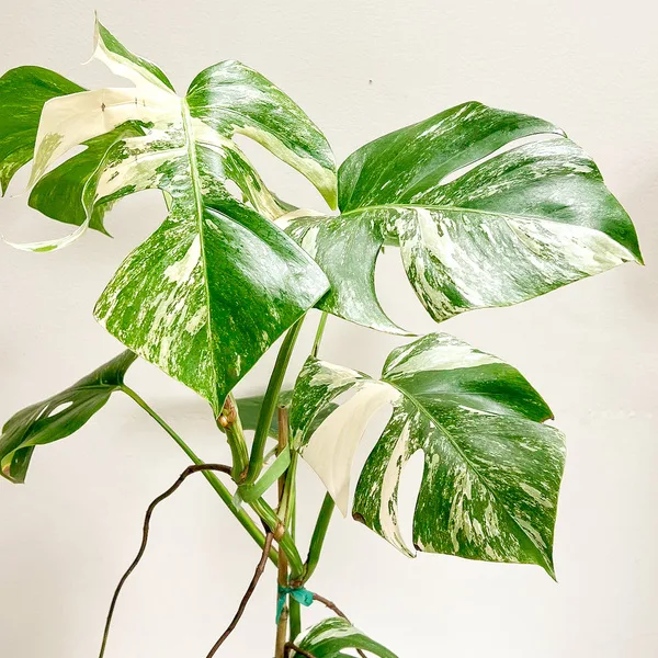 Monstera Albo with a bamboo support