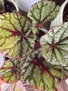 Begonia rex-cultorum