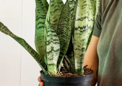 Zeylanica Plant