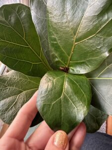 Fiddle Fig Leaves Closeup